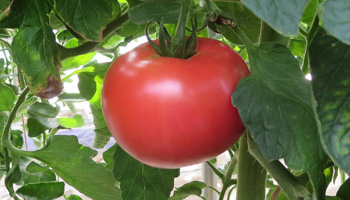 熟したトマトの写真